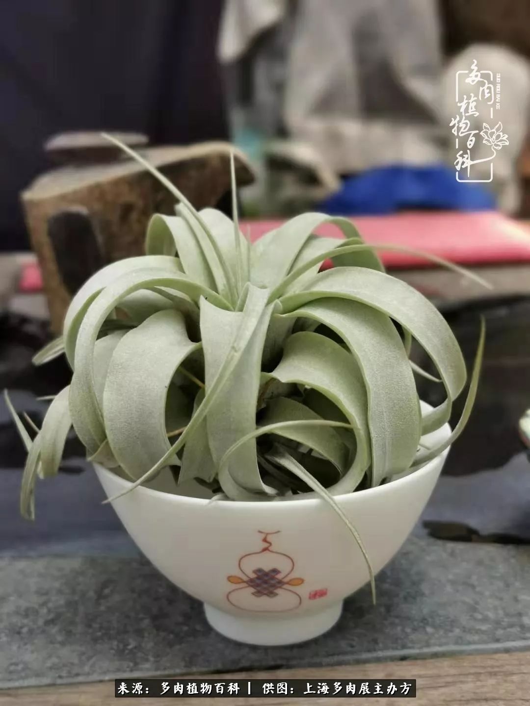 2023多肉展会直播,2023上海多肉植物展