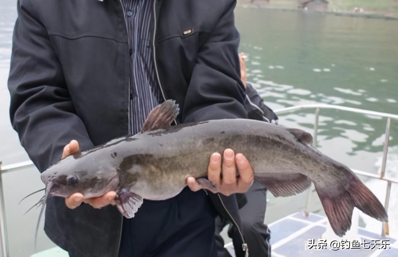 奔波儿灞是条什么鱼,奔波儿灞鱼