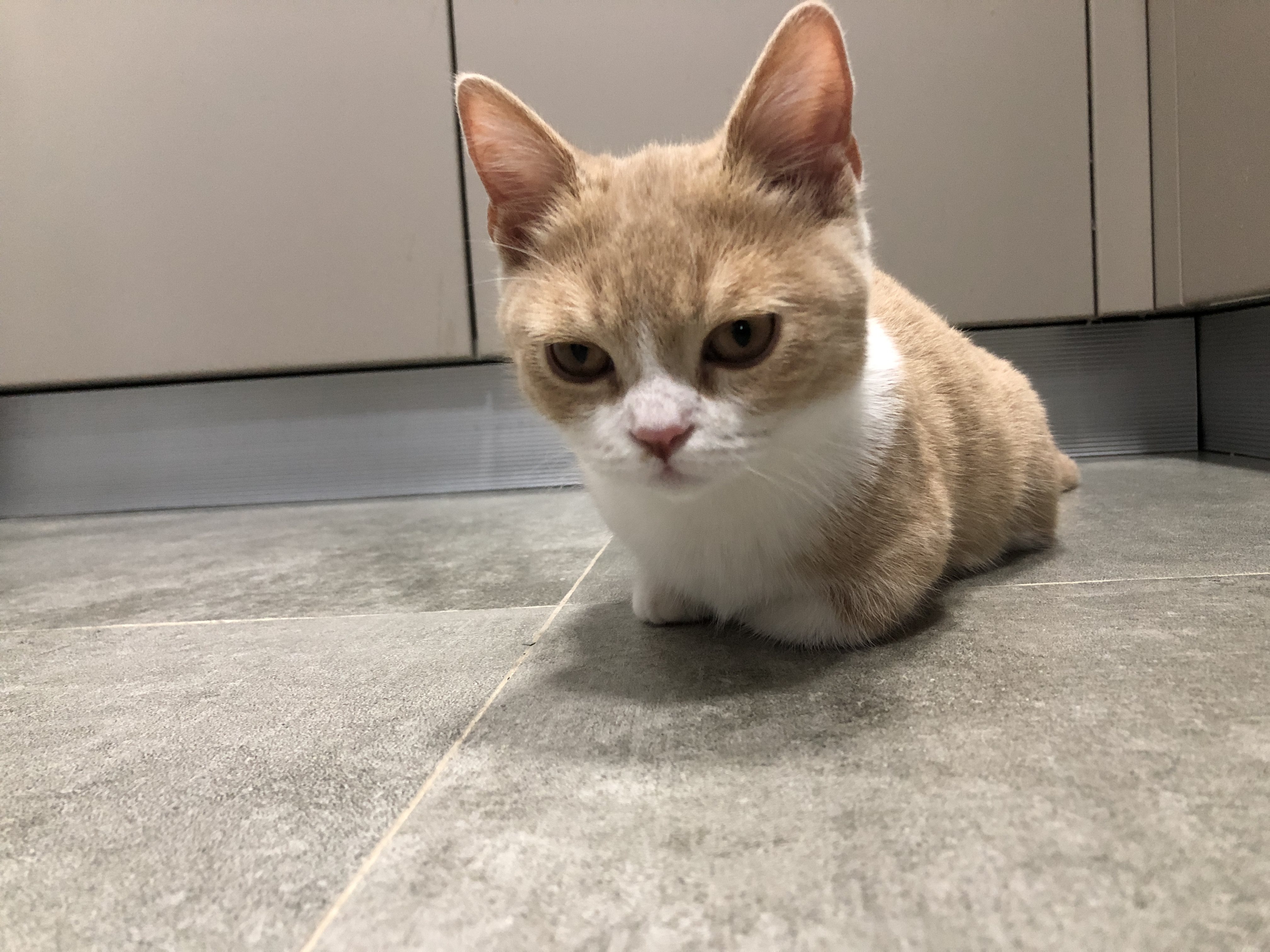 扔掉一只小猫会怎样,捡了一只宠物猫咪怎么处理