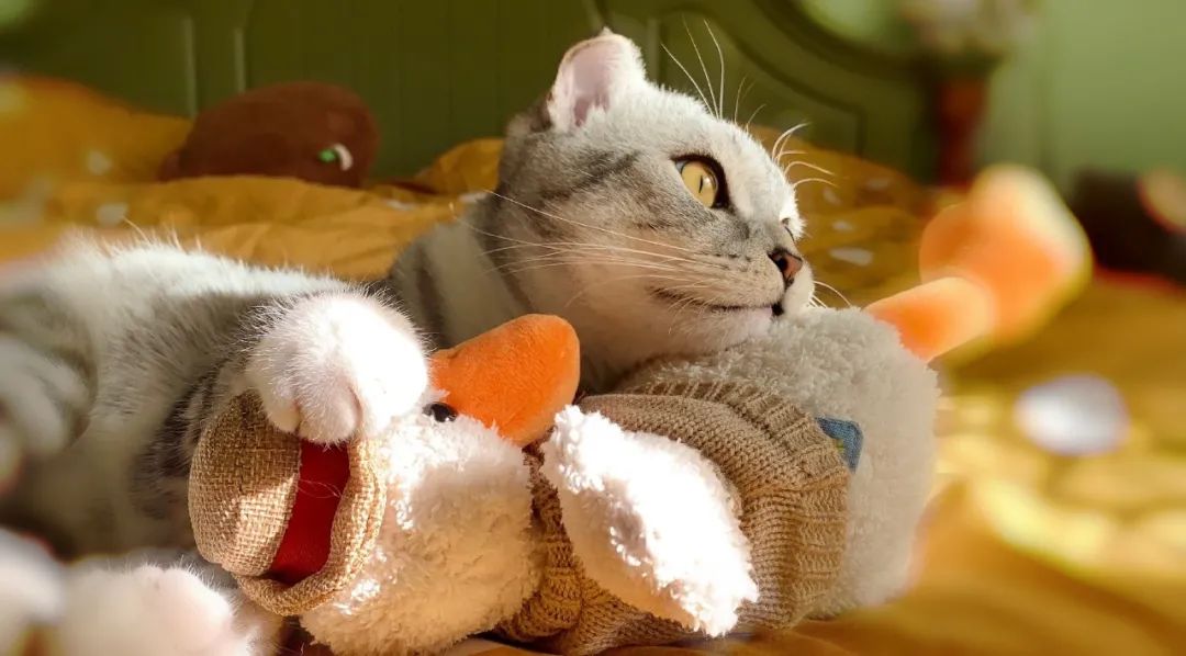 怀孕了家里刚装修怎么办,孕早期入住新装修公司怎么办