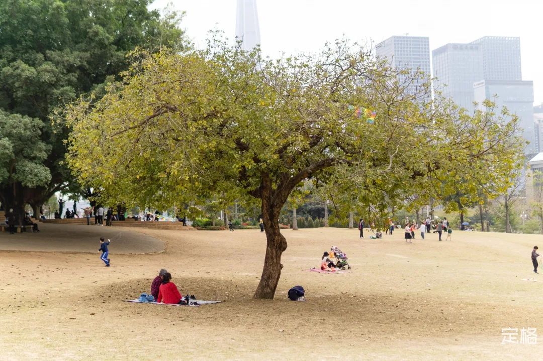 莲花山为啥一夜就火了,莲花山景区