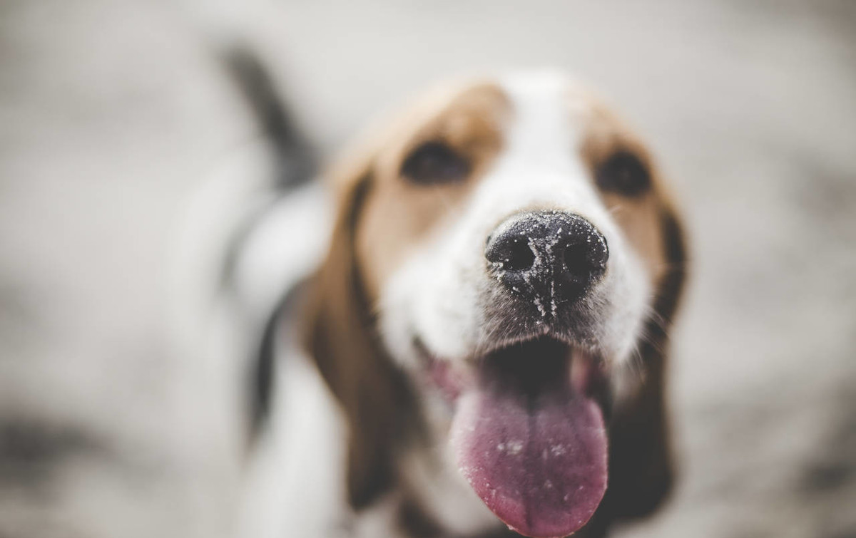 狗生的时候注意什么,狗生崽后主人注意什么