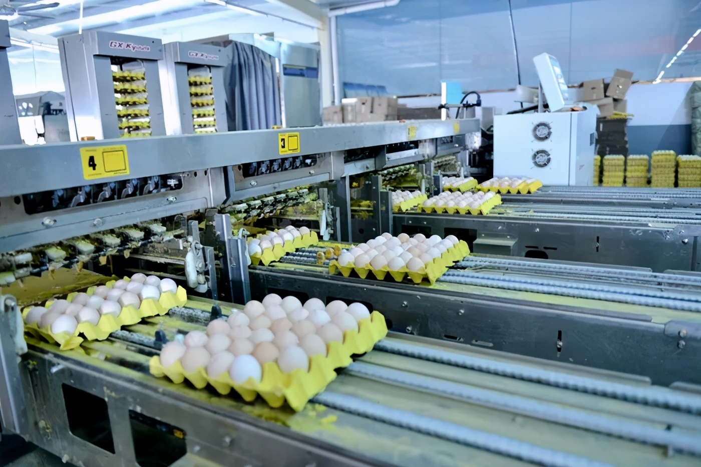 汝州这家养鸡场喂鸡用十几味中草药，产的鸡蛋有啥不一样？