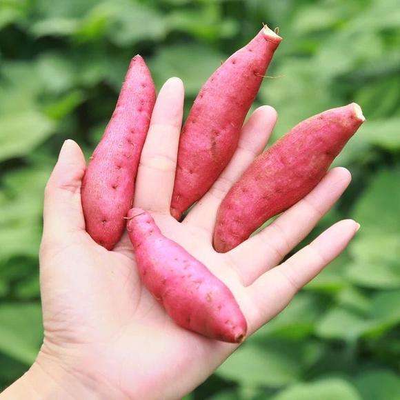 湛江哪种番薯最便宜又好吃,雷州番薯哪里最好