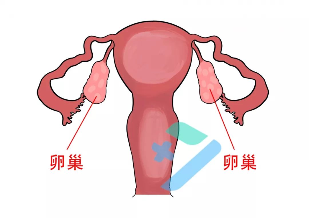 卵巢囊肿做卵巢保养可以吗,卵巢早衰怎样保养卵巢