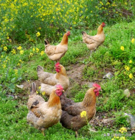 鸡的人工授精是怎么做的,肉鸡品种人工授精