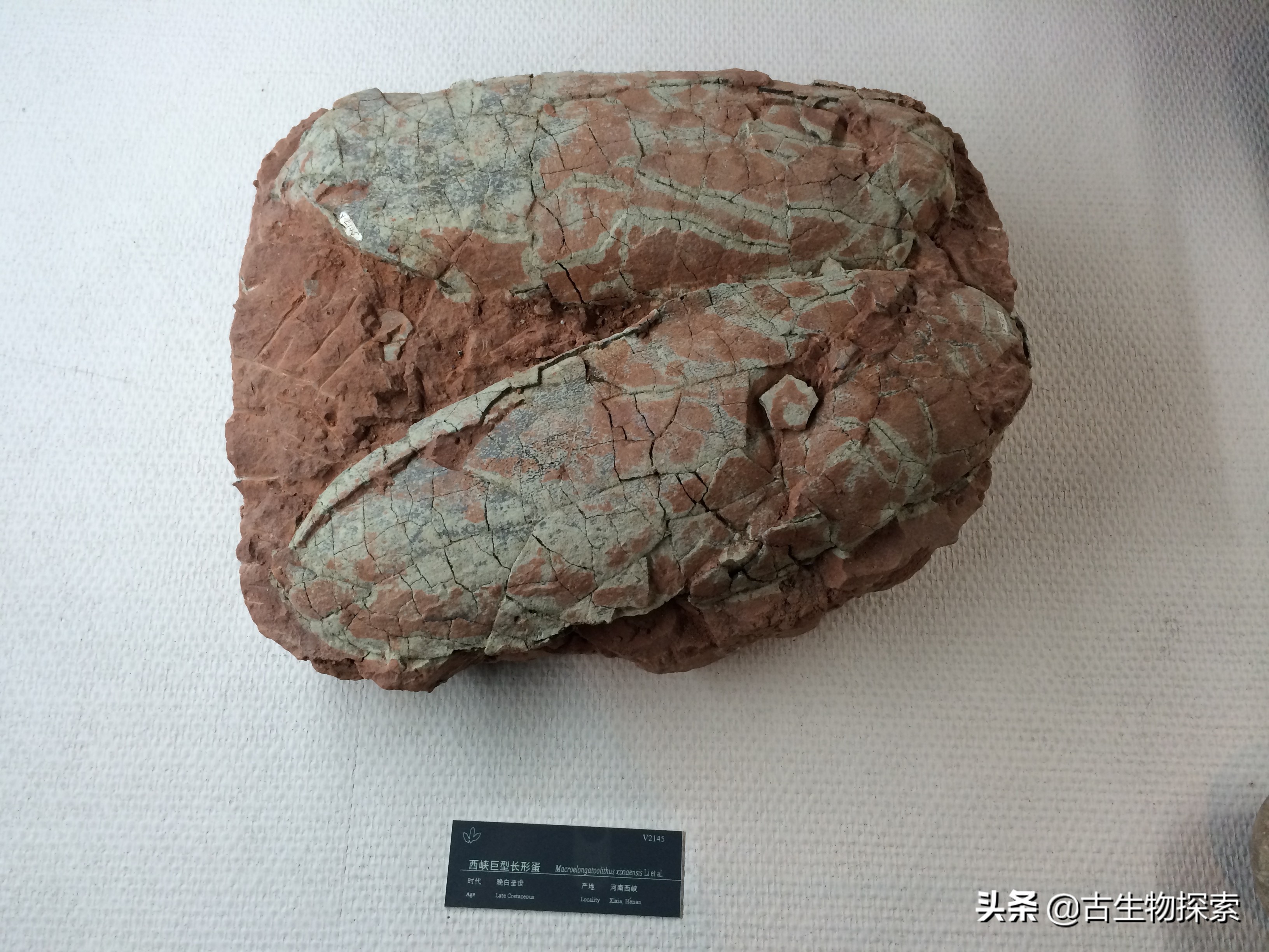 先有鸡还是先有蛋？来一节蛋蛋进化史