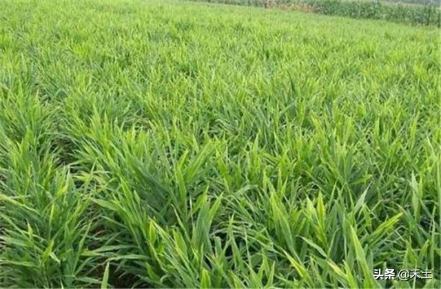 生姜生产主要栽培技术介绍如下,6米生姜大棚栽培技术视频教程