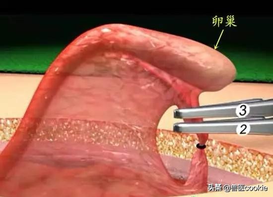科普：关于犬猫去势/绝育的知识