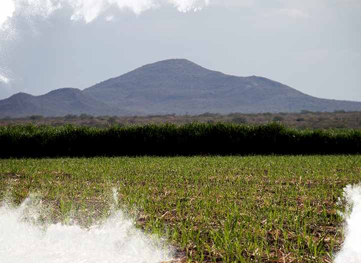 巴西咖啡因果,巴西咖啡最好品牌