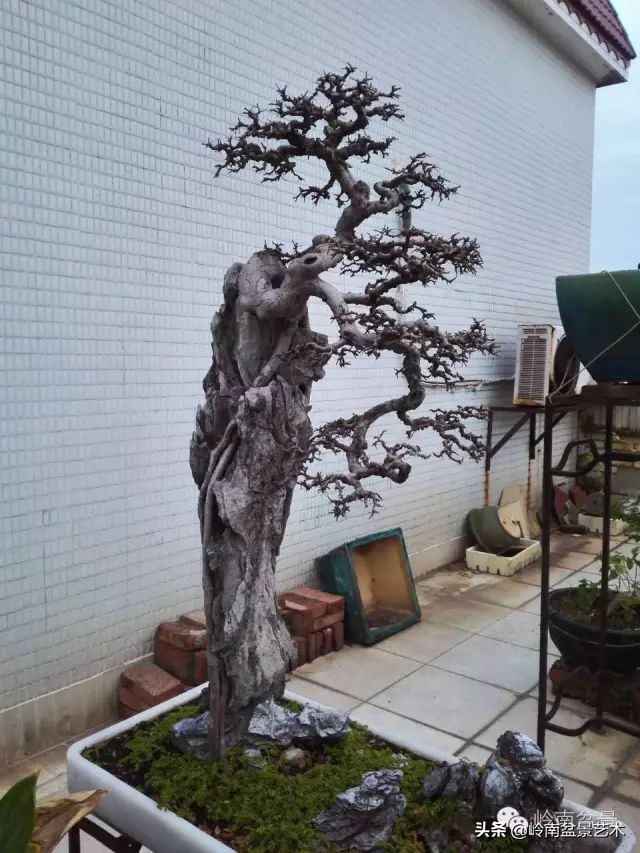 黄圃镇花店,花乡花卉绿植区