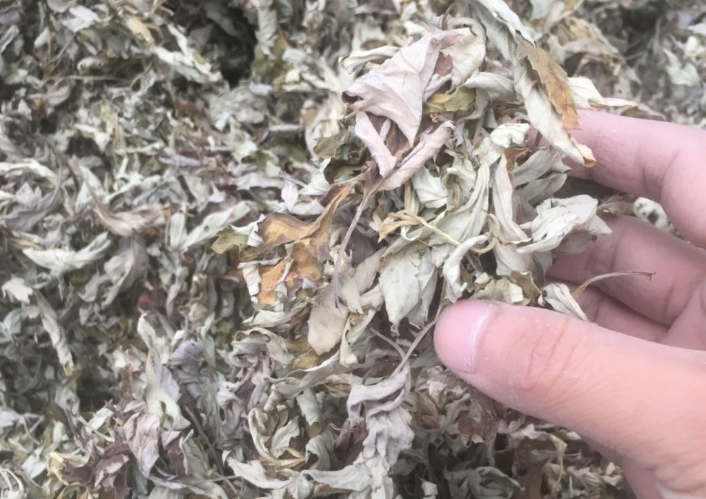 假艾条,劣质艾条