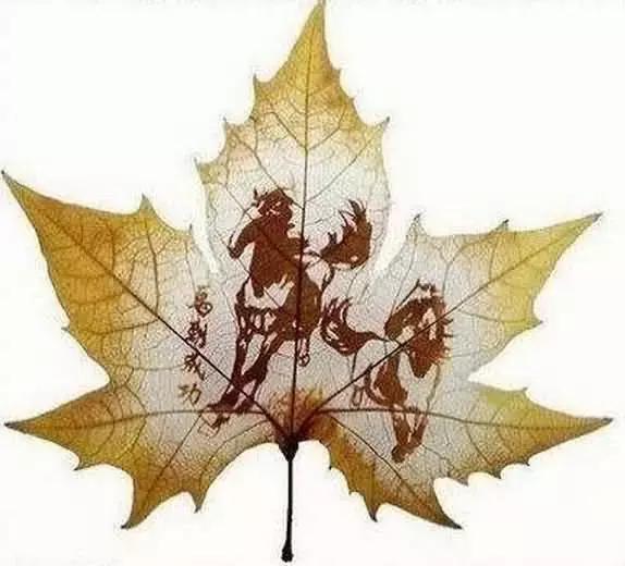 一叶一菩提高清图片,最漂亮的一叶一菩提