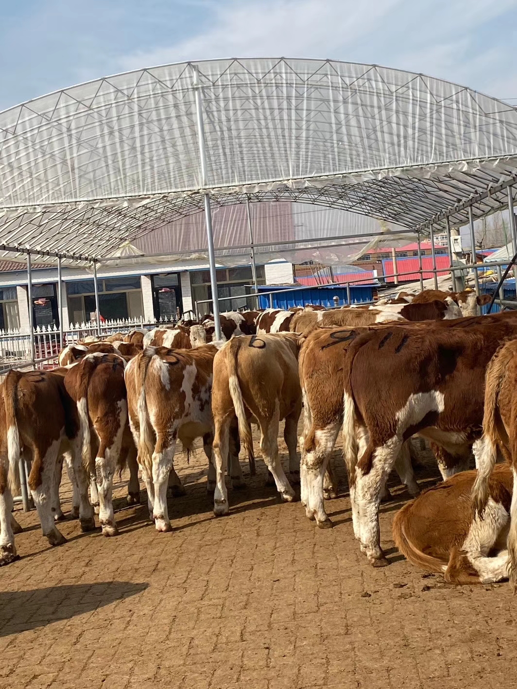 大雪要来了做好准备,大雪又要来了么