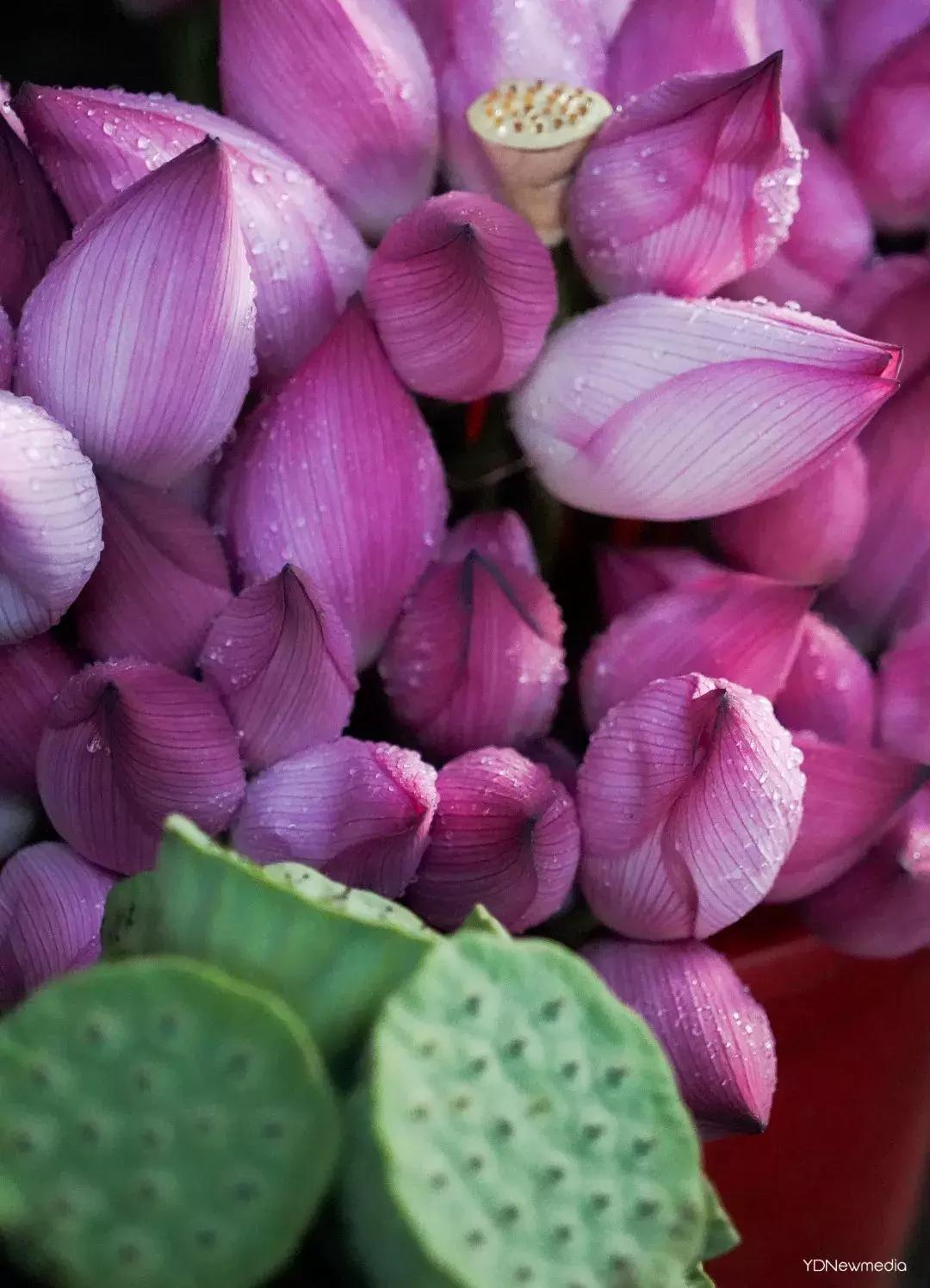 武汉哪个市场鲜花最便宜,武汉最便宜的鲜花批发市场