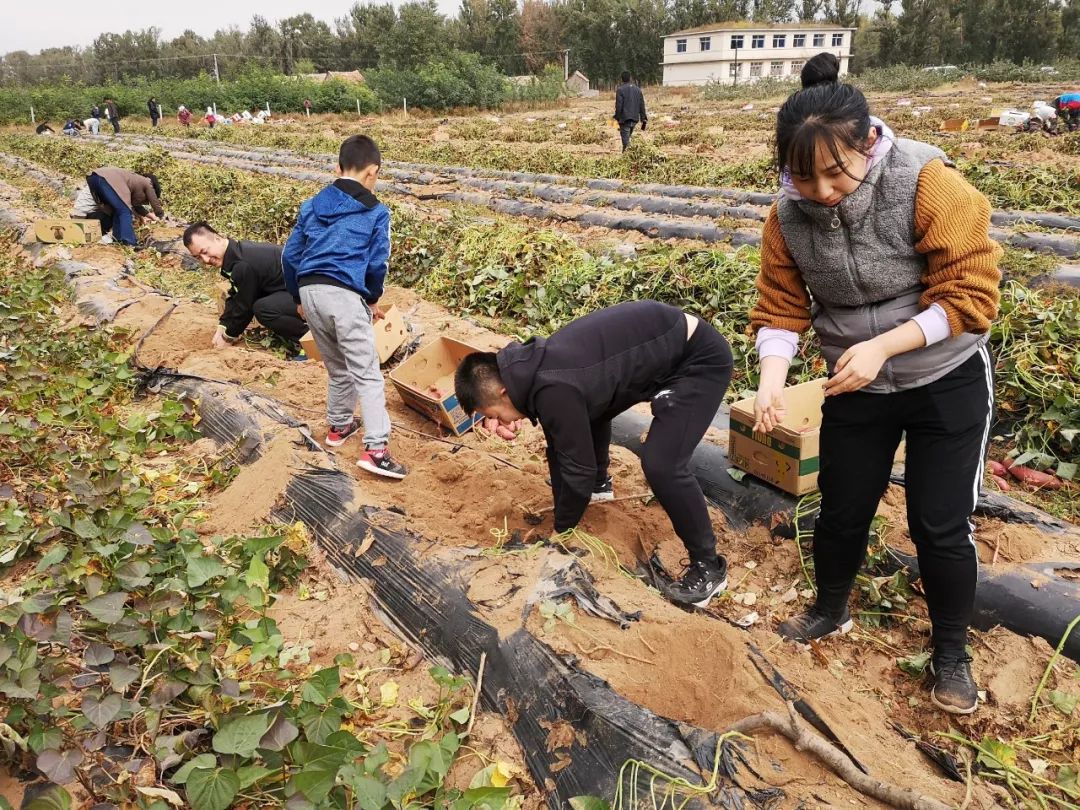 瓦房店地瓜价格,瓦房店地瓜几月份成熟