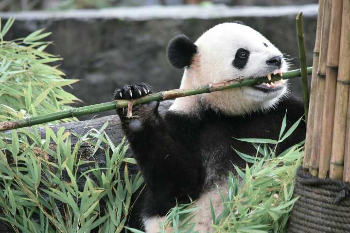 为什么美国国鸟是白头鹰,美国的国鸟和日本的国家鸟谁厉害