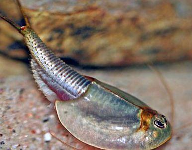 仙女虾和三眼恐龙虾是昆虫吗,养三眼恐龙虾和仙女虾视频