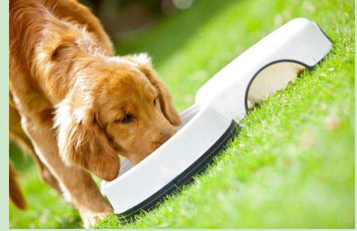 狗狗最怕的是它最爱的人,狗狗不愿意亲近主人是什么情况