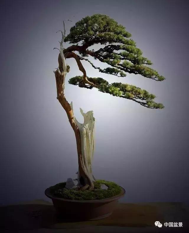 文人飘枝盆景图片欣赏,斜杆式飘枝盆景图片欣赏