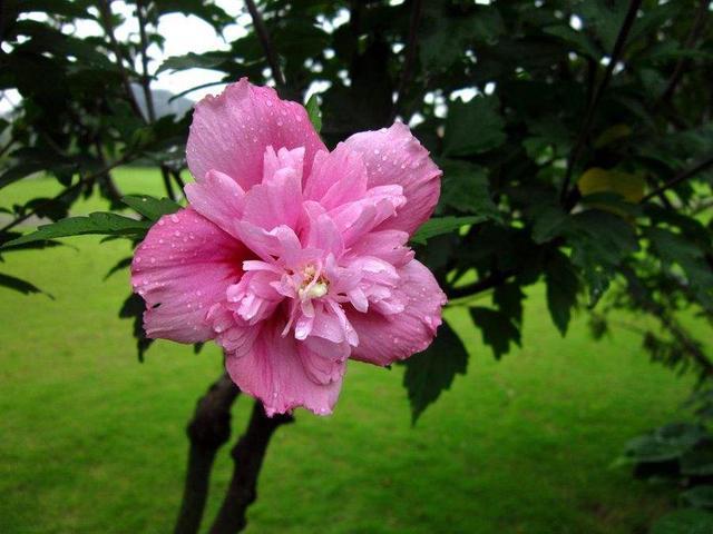 我心目中的木槿花
