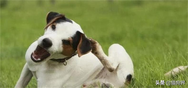 狗瘟就是犬瘟热，狗狗出现狗瘟该怎么办？#狗狗大明星#