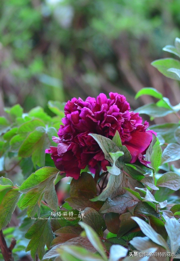 历史悠久的十大名花（海量美图），你选哪个做国花？