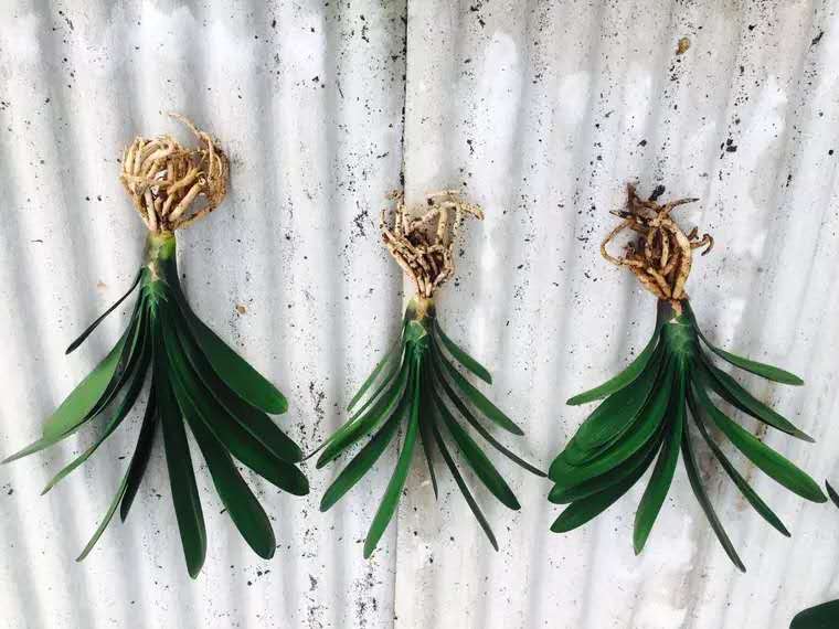 君子兰烂根怎么处理用多菌灵,君子兰烂根如何在家就能处理