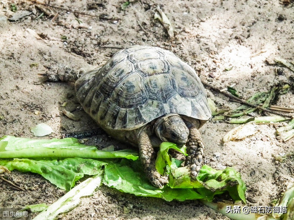 千年王八万年龟，它因何长寿，在华夏文明中又有什么样的地位呢？