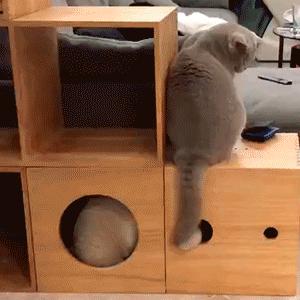 打造人宠共乐的家—“铲S官”的装修笔记