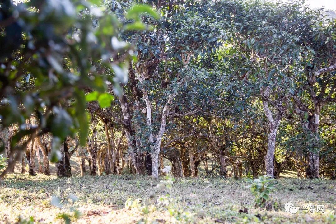 老班章古树冰岛春茶生茶,云南100种山头春茶价格表