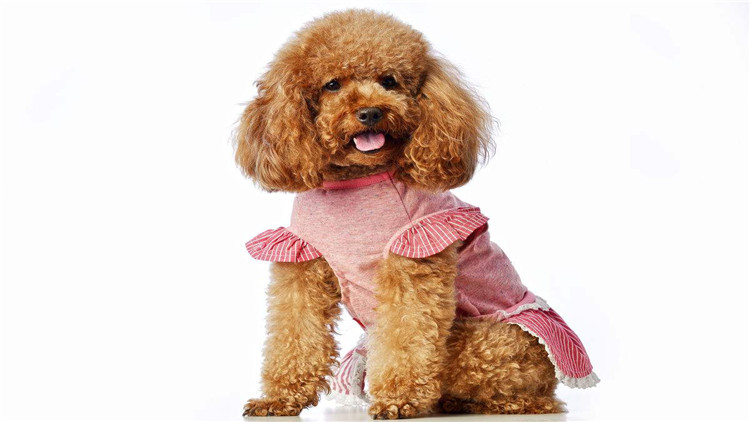 如何帮泰迪度过尴尬期,如何给泰迪立规矩