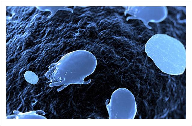 根除脸上螨虫的简单方法,螨虫在脸上如何彻底消除