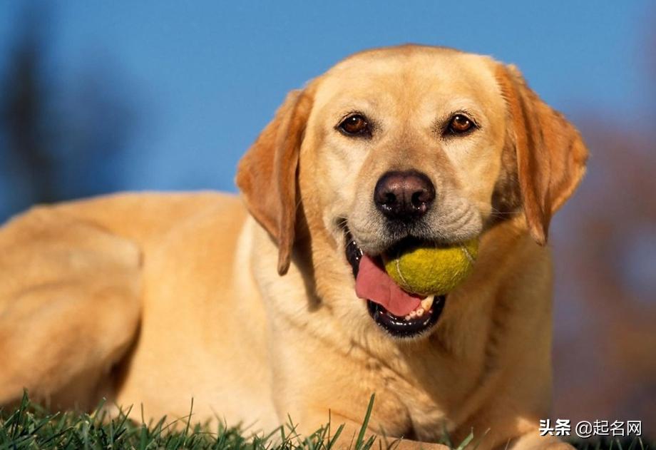 很多可爱狗狗,汪汪队6只可爱的狗狗