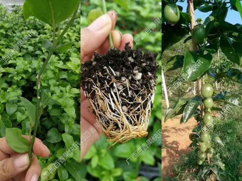 百香果容易得什么病害,百香果容易坏怎么办