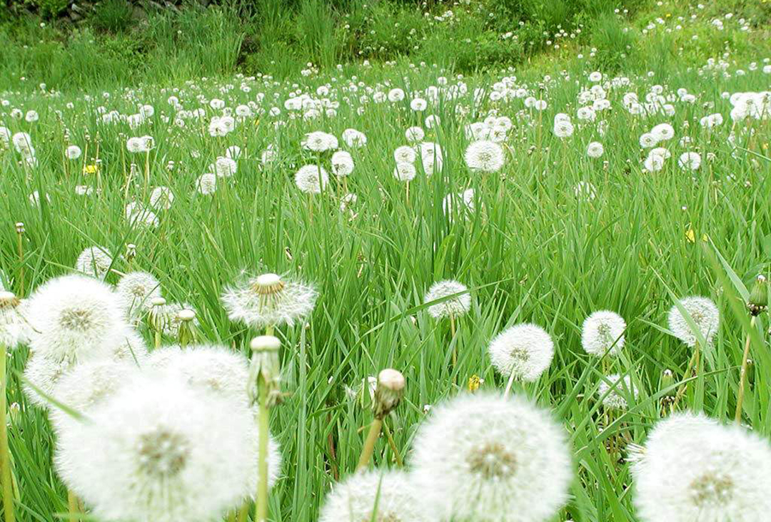 植物蒲公英的特点和作用,小小植物竟有如此大的作用