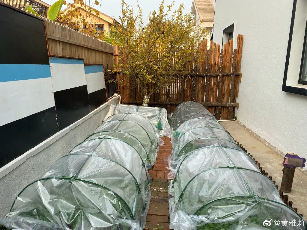 自从看了李子柒的视频,看了李子柒视频想回农村老家