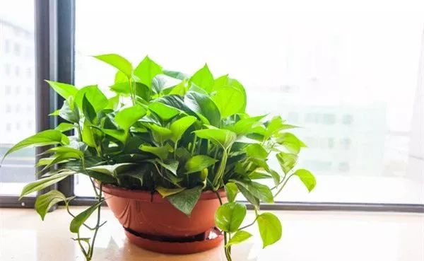 谁说绿萝知识浇浇水?很多人都养错了,绿萝应该这么养