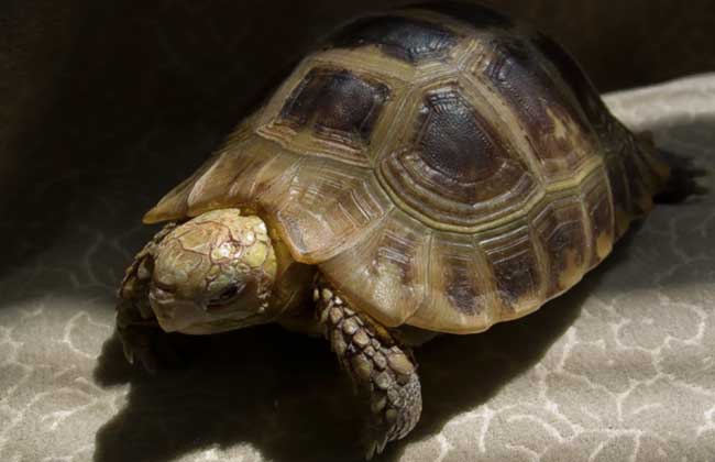 乌龟详细科普,常见乌龟的种类图画