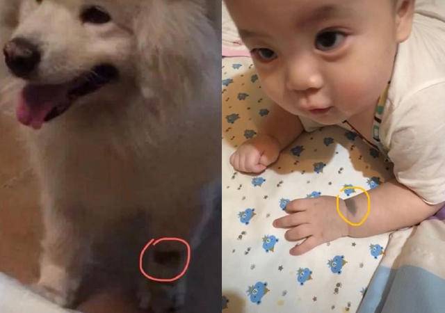 蛇、鲜花、血，这些胎梦暗示了什么？用科学道理给你解释