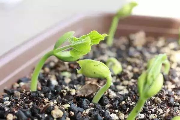 阳台种花种菜怎么养才茂盛,楼房阳台种菜的种植方法