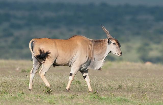 非洲牛科,物种繁多,来认识一下非洲大陆的各种羚羊吧