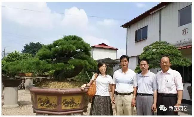 中国最贵盆景一盆600万元 (全世界最贵的100棵盆景多少钱一株)