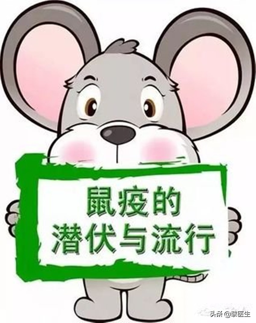 预防鼠疫喝板蓝根管用吗,预防控制鼠疫的主要措施