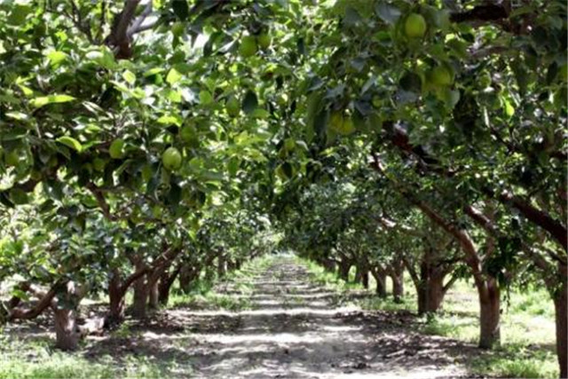 新疆库尔勒香梨怎么种植,库尔勒香梨几年丰产