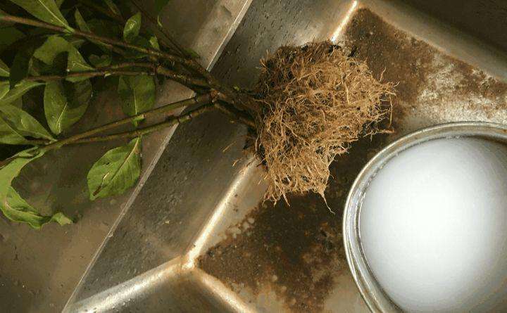 刚买的桂花叶子枯萎怎么挽救,如何挽救落叶的桂花