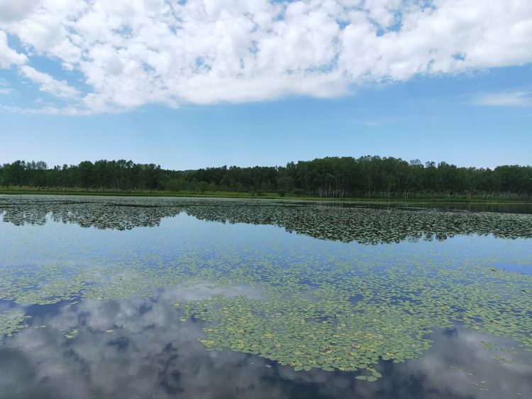 美丽的高岭塞罕坝,美丽的高岭朗诵
