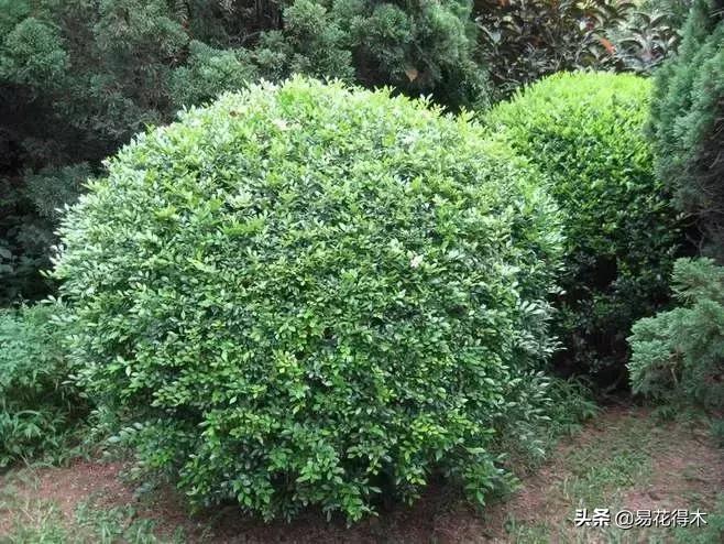 黄珠兰和白珠兰的区别,白珠兰和黄珠兰的区别