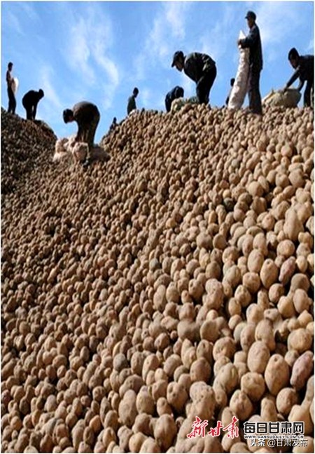 王一航：与农民一起扶犁37年马铃薯育种世界称王