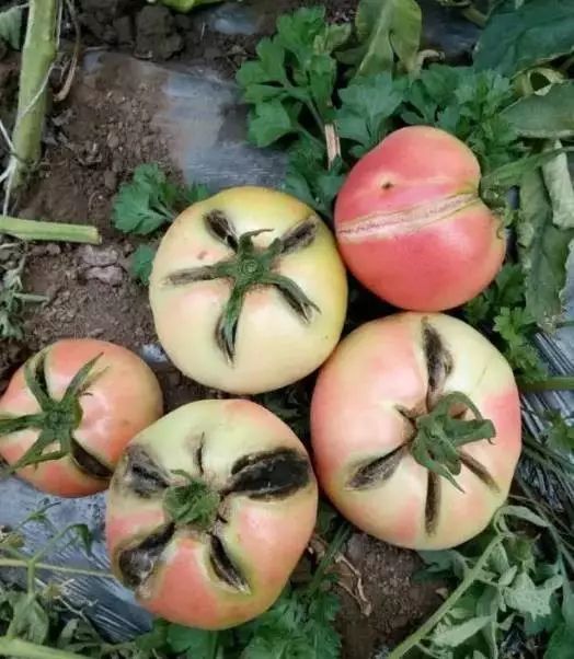 保护地栽培番茄容易出现哪些病害,春季露天番茄常见病害图及防治